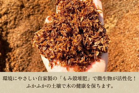 【2024年先行予約】新潟特産 幻の洋梨ル・レクチェ 【家庭用】2Kg（5～7玉）《11月下旬以降発送》果物 フルーツギフト 秋の味覚 加茂市 梨工房みつば会