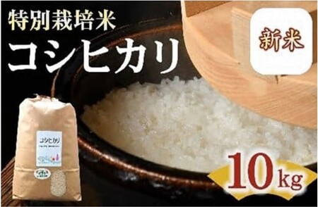 【3-197】コシヒカリ 特別栽培米 10kg 【 新米予約　9月以降発送 】