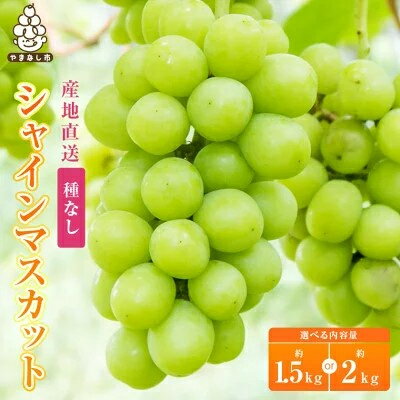 【ふるさと納税】約1.5kg/2kg (2～3房/3～4房) 銀河農園まきおかの特選シャインマスカット (種なし)_ ふるさと納税 ふるさと マスカット ぶどう ブドウ 葡萄 フルーツ 果物 くだもの 送料無料【配送不可地域：離島】【G1111663】