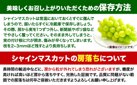 【2025年度産先行予約】 マスカット シャインマスカット お試しサイズ 1房（約550g）たたらみねらるシャインマスカット ギフト 糖度18度以上 フルーツ 種無し ぶどう 葡 Y&G．ディストリビ