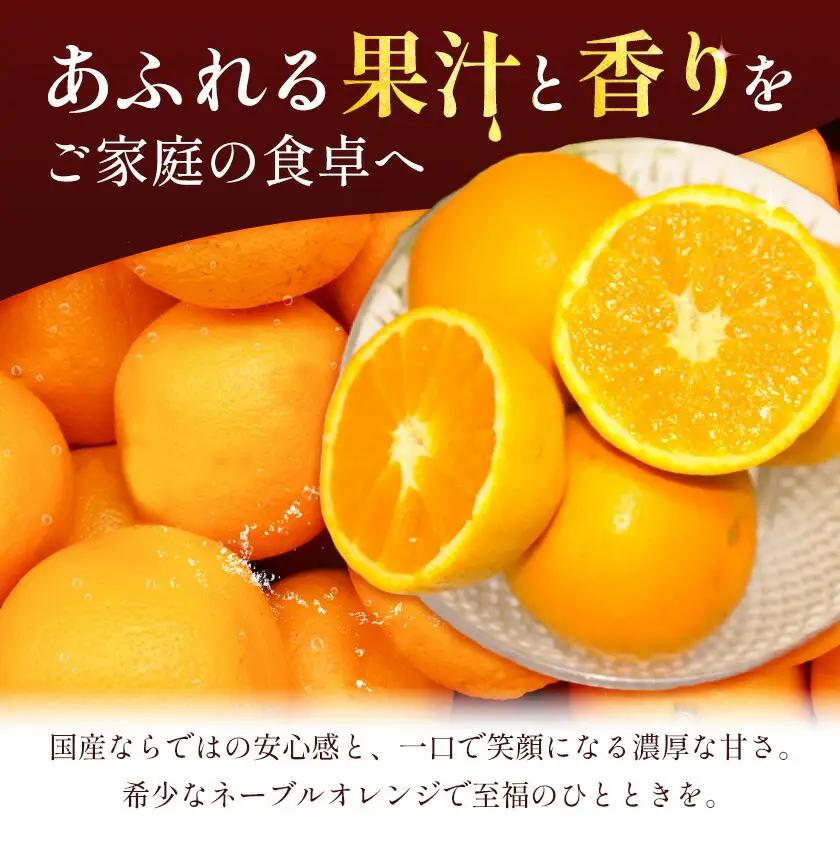 国産ネーブルオレンジ 5kg エイワ商店 オレンジ