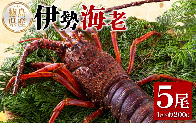 伊勢海老 200g 5尾 えび エビ 高級 伊勢 伊勢えび 鮮魚 海鮮 魚介 刺身 焼き物 汁物 イセエビ 海老 正月 おせち ギフト 贈答 贈り物 祝い 歳暮 中元 年末 年始 ebi 徳島 阿南 