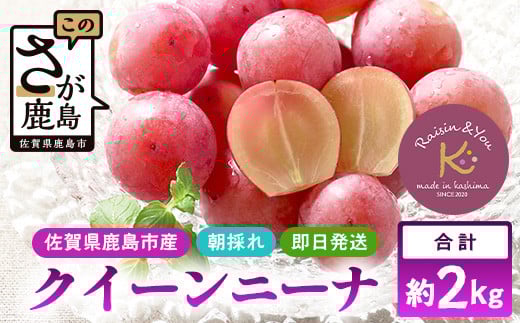 朝採れ即日発送◆数量限定◆クイーンニーナ 約2kg 3～4房【先行予約】【2025年8月中旬～9月下旬配送予定】鮮度第一 可愛いラッピングで贈り物にも◎ ご褒美 プレゼント 贈答 ギフト 果物 葡萄 ぶどう マスカット 野菜 佐賀 鹿島市 人気 送料無料 C-39