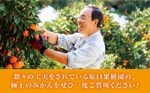 【先行予約】『元祖！』 原口みかん 約5kg ＜原口果樹園＞ [CCW001]  長崎 西海 みかん ミカン 柑橘 贈答 ギフト みかん