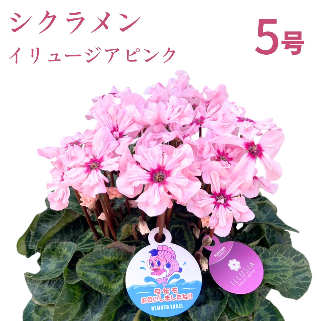 【先行受付】シクラメン イリュージア ピンクラテ 5号｜花 花苗 鉢植え【53850-012-02】