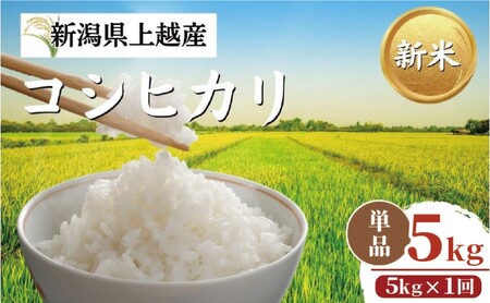 【令和8年11月配送】令和8年産 新潟県上越市産 コシヒカリ 5kg 新米 先行予約 こしひかり 大潟ナショナルカントリー