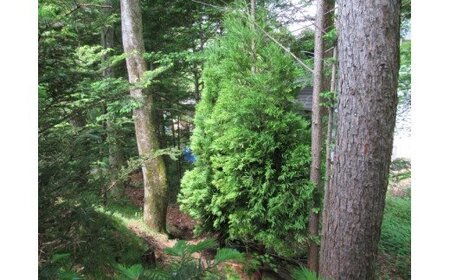 AO-6 芝生種子（40kg）＆樹木（6本）