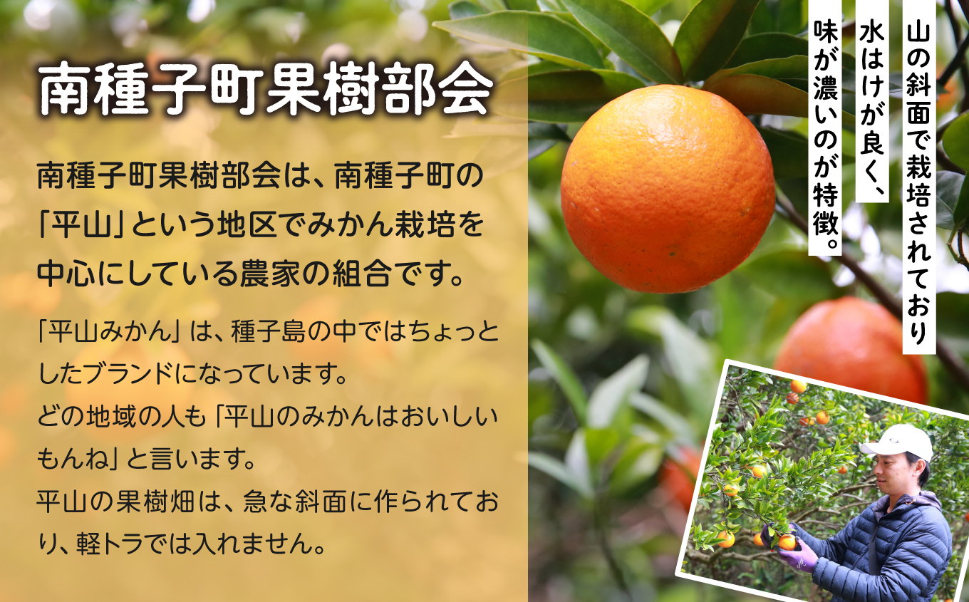 《 先行予約 》 【2025年2月中旬〜3月中旬頃順次発送】種子島産タンカン(ご家庭用) 約5kg (24玉〜36玉)【南種子町果樹部会】