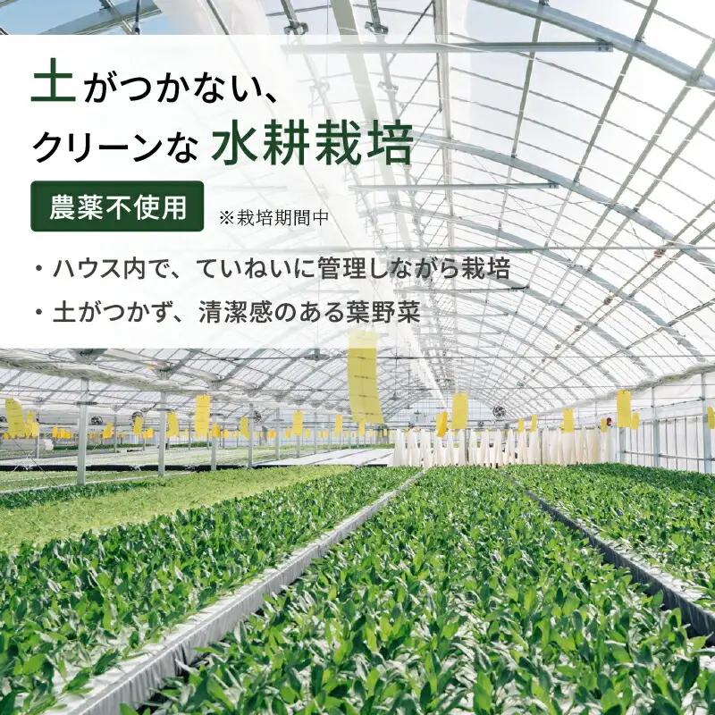 ルッコラ サラダセット | 水耕 栽培 新鮮 葉物 野菜 ドレッシング 南国市