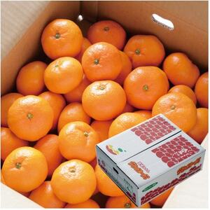 【先行予約】特選温州みかん サンエース4kg 2L~S JA選果品【1644263】