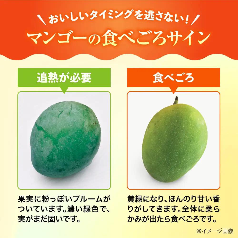 マンゴー 【2027年発送】 贈答用 キーツマンゴー 約2kg (2〜5玉 / 化粧箱入り) マンゴー 沖縄 BCAA006