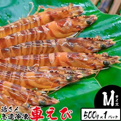 車海老 活き〆急速冷凍車えび【M】500g