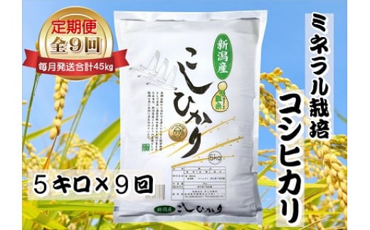 【令和7年産新米】9ヶ月定期便 ミネラル栽培こしひかり 5kg×9回 計45kg 白米 精米 井上米穀店  1I14136