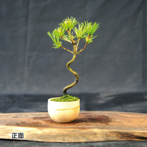 赤石の泉 黒松（鉢植え） S-28