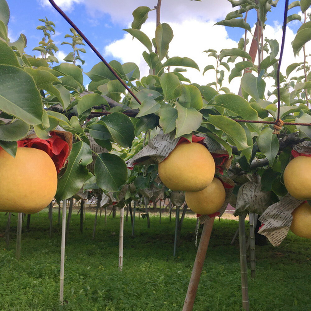 【ふるさと納税】【2025年先行予約】和梨 新興 約5kg 新潟県産《11月上旬～配送予定》しんこう 果物 フルーツギフト 秋の味覚 産地直送 加茂市 西村農園