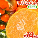 【ふるさと納税】【先行予約】【ご家庭用 訳あり】田村みかん 10kg 株式会社魚鶴商店《2025年11月下旬-2026年2月上旬頃出荷》 和歌山県 日高町 柑橘 フルーツ