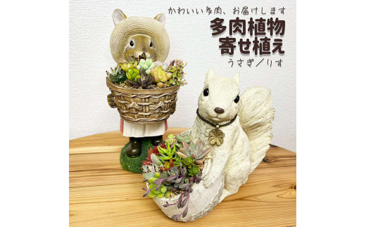 多肉植物の寄せ植え（りす）| 観葉植物 植物 グリーン 多肉 寄せ植え 室内 鉢植え ギフト 贈答 贈り物 プレゼント お祝い 直送 農家直送 茨城県 古河市 送料無料 _FC09