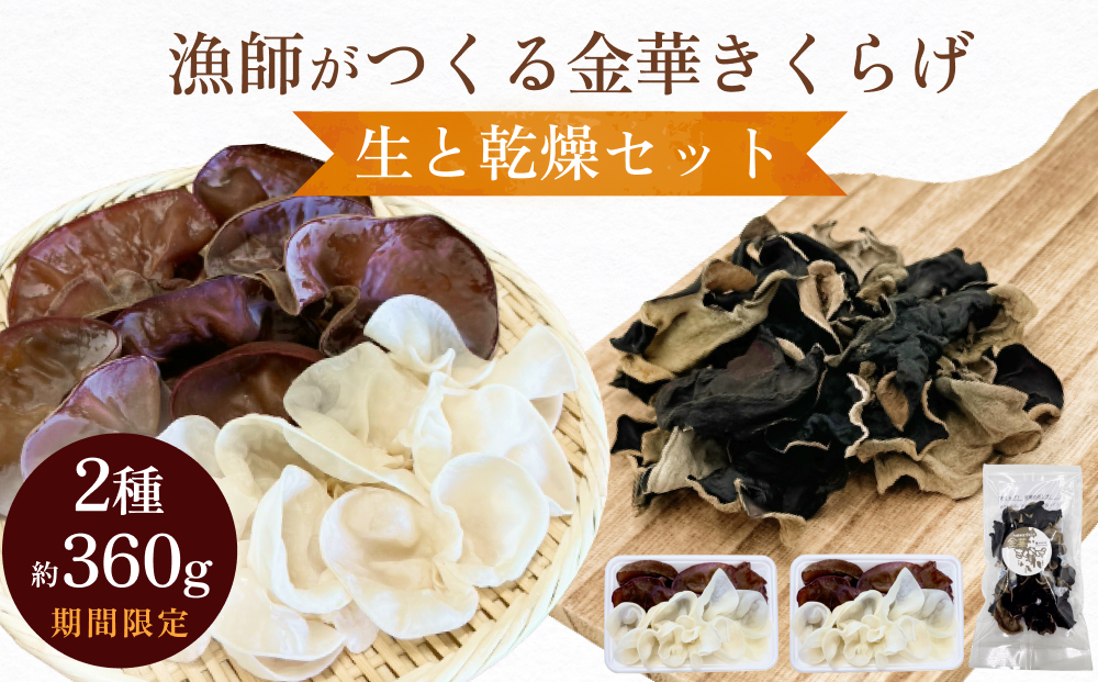 ＜ 期間限定 ＞漁師がつくる金華きくらげ 生と乾燥セット 合計約360g 生きくらげ 乾燥きくらげ キクラゲ 木耳 きのこ 乾燥 国産 食物繊維 野菜