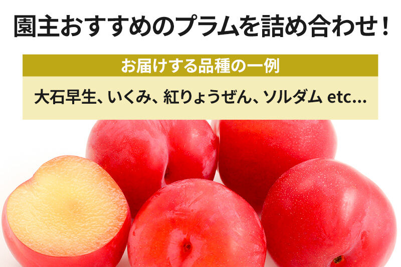 《7月上旬～7月下旬にお届け》 園主おすすめのプラム 約3kg 詰め合わせ フルーツ王国松井 [夏の味覚 夏の果物 夏のフルーツ すもも スモモ sumomo ぷらむ プラム 旬物 お任せ おまかせ 