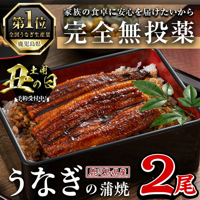 【ふるさと納税】鹿児島県産うなぎ蒲焼 (1尾あたり136g～155g×2尾、タレ・山椒付き) 鰻 ウナギ うな重 ひつまぶし かばやき 九州産 国産 冷凍 【西日本養鰻】