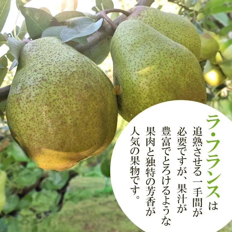 【令和8年産先行予約】ラ・フランス　約3kg 2L以上（秀品）　山形県鶴岡市　庄内産直センター　| ラフランス 洋梨 洋なし 果物 くだもの フルーツ 旬 産地直送 期間限定 人気 美味しい お取り寄