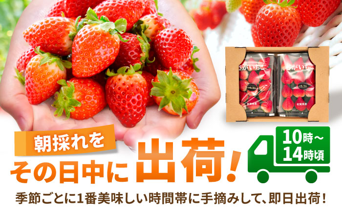 【12月～4月発送】 いちごさん 計1kg以上（約250g×4P）吉野ヶ里町/TZファーム [FDF001]