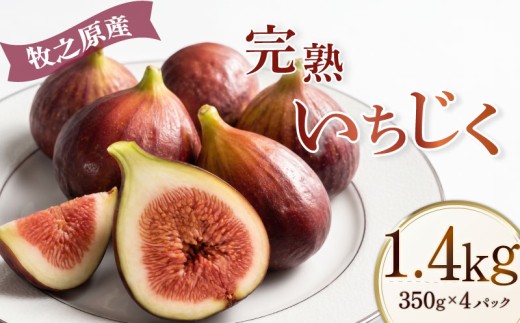 【いちじく 1.4kg】もぐはぐ農園の完熟もぎたて「いちじく」 いちじく 生 イチジク  期間限定発送  果物 くだもの フルーツ イチジク 無花果 先行受付 旬 いちぢく くだもの 新鮮 イチジク 産地直送 贈り物 旬 フルーツ 家庭用 甘い とろける 朝食 ヨーグルト ジャム フルーツ ジューシー 季節 果物 ギフト 静岡 牧之原 ふるさと納税 国産 先行予約 期間限定 朝採れ 丸新柴本製茶