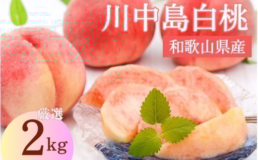先行予約！【モモ】川中島白桃　約2kg 6～8個入【2025年7月末頃から順次発送】【秀品】こだわり農家厳選 【KG13】【kgr011】
