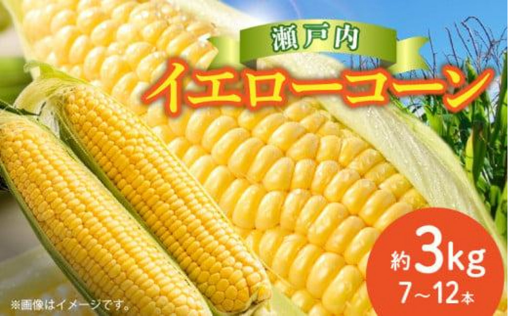 瀬戸内イエローコーン 約3kg【2027-6月上旬～2027-7月中旬配送】 372013_T006-143J