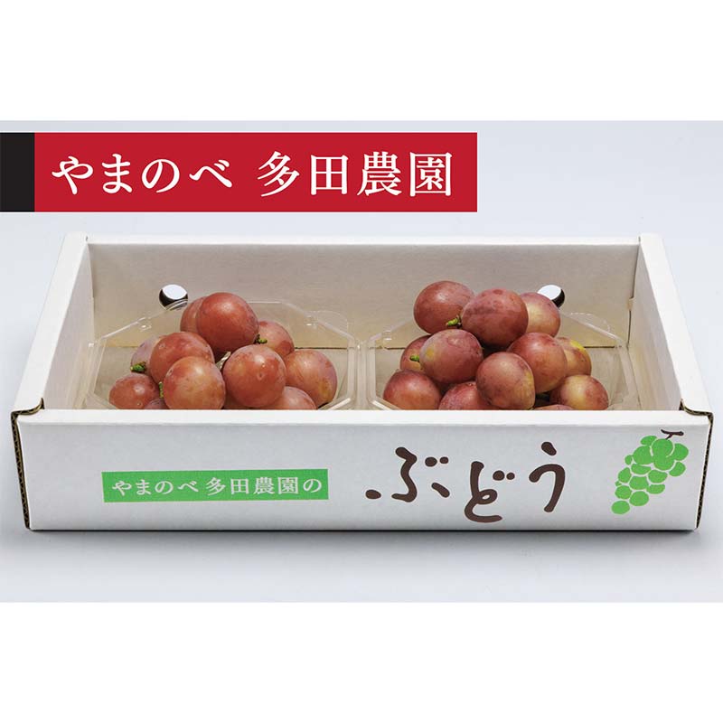 【ふるさと納税】≪2026年 先行予約≫クイーンニーナダイヤパック 250g×2パック（やまのべ多田農園のぶどう）山形県産 フルーツ 果物 くだもの 葡萄 ブドウ 贅沢 F4A-1011