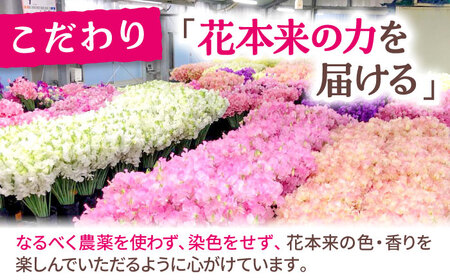 【先行予約】【生産農家直送！】スイートピー 花束 50本（ホワイト）【木下農園】[IBW003]