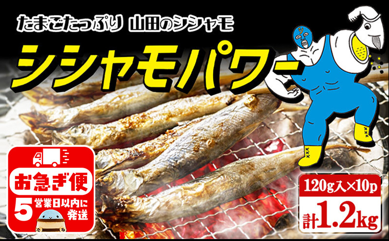 冷凍 子持ち からふとししゃも シシャモパワー1.2kg（120g×10パック）