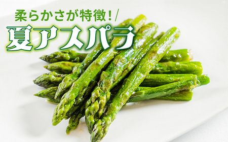 【訳あり】【星のアスパラ】グリーンアスパラガス 約1kg 【サイズ不揃い L～S】 / 訳アリ 規格外 産地直送 アスパラ あすぱら あすぱらがす 採れたて 新鮮 旬 産地直送 / 南島原市 / ほし