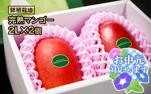 【お中元ギフト】鉢植栽培 西都産完熟マンゴー 2L×2個 宮崎県西都産 サムライファーム 宮崎マンゴー 果物 フルーツ 甘い＜1.5-130＞24-1a