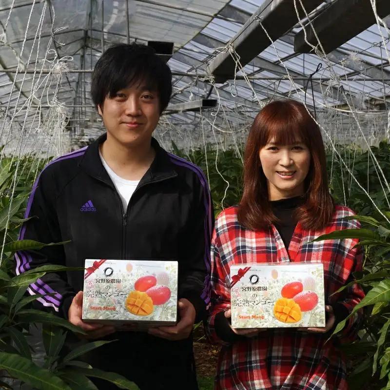 【先行予約】糖度13度以上　宮野原農園 スターズマンゴー2L×3個完熟マンゴー 生産者直送＜67-3a＞2026年発送