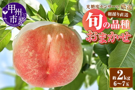 【朝採り農家直送】糖度13度以上の高糖度桃 約2kg（6～7玉）【2026年発送】（AF）B-450 桃 フルーツ