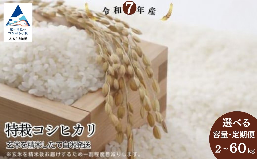 
                  特栽コシヒカリ 選べる 【容量】2kg / 5kg / 10kg 【定期便】 5kg×3ヶ月 / 6ヶ月・10kg×3ヶ月 / 6ヶ月 （玄米を精米したて白米発送） 精米 白米 令和7年産 こしひかり | 石川県 小松市【のむら農産】
                