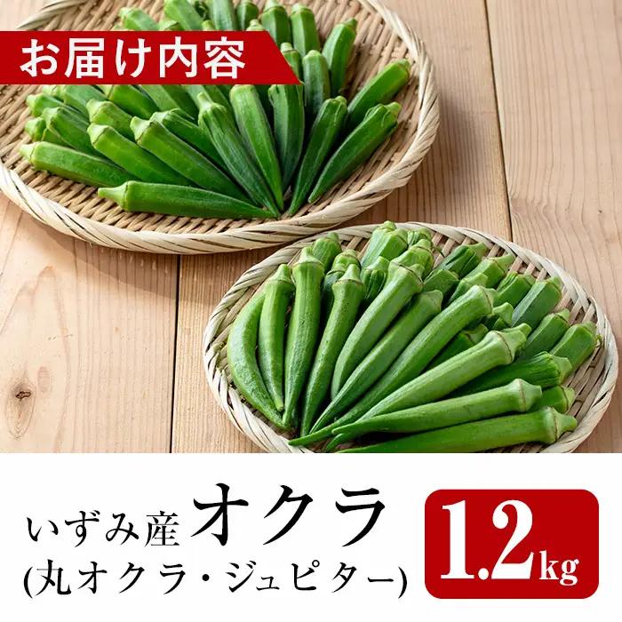 いずみ産 オクラ 2種 食べ比べ 1.2kg 【イーサイドライン】 i1217-B