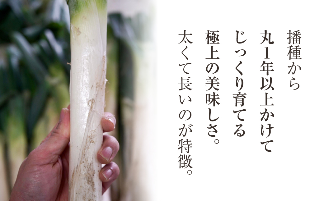 【先行予約】飛騨一本葱　プレミアム5キロ（15本‐20本） 《2026年 先行予約 数量限定 11月中旬～12月中旬より順次発送》 東農園 野菜 ねぎ  冬野菜 高級 レストラン御用達 すき焼き 鍋 