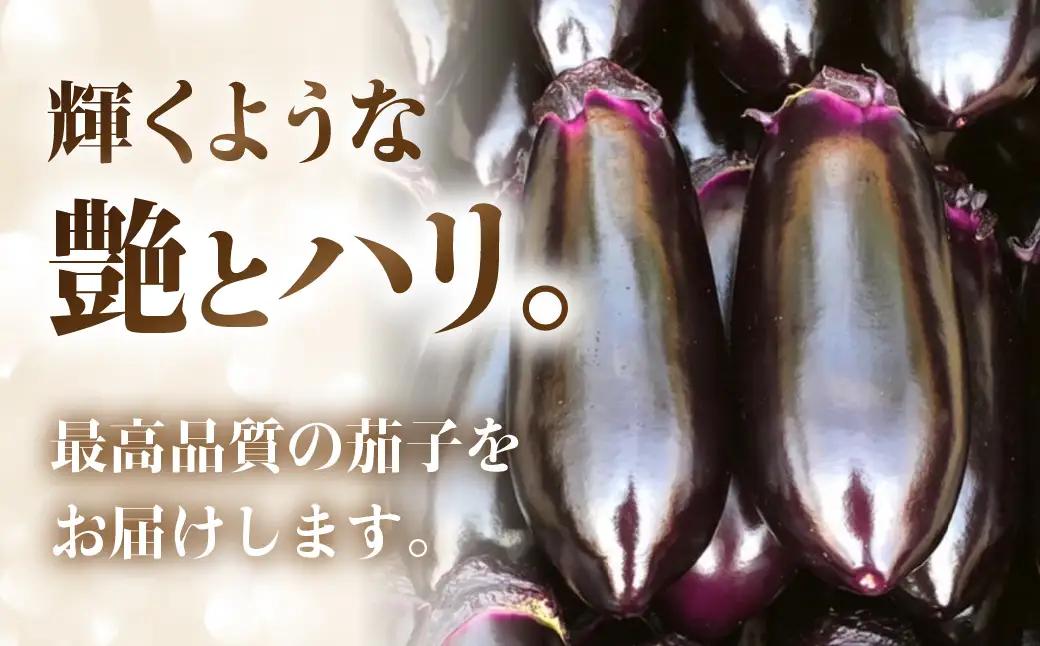 《先行予約》とげなし輝楽×とろ～り旨なす 食べ比べセット 各4本 計8本 茄子 なす 白茄子 白なす 白ナス ナス 旨い 甘い 艶 ツヤ ハリ 揚げ物 揚げ茄子 焼茄子 麻婆茄子 輝楽 愛知県 豊橋市