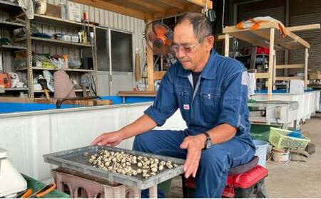 中海産赤貝（サルボウガイ）Ｌサイズ 900g【赤貝 中海産 貝 ぷりぷり 濃厚 料理 おつまみ 調理しやすい 養殖 おいしい おすすめ 送料無料 島根県 安来市】