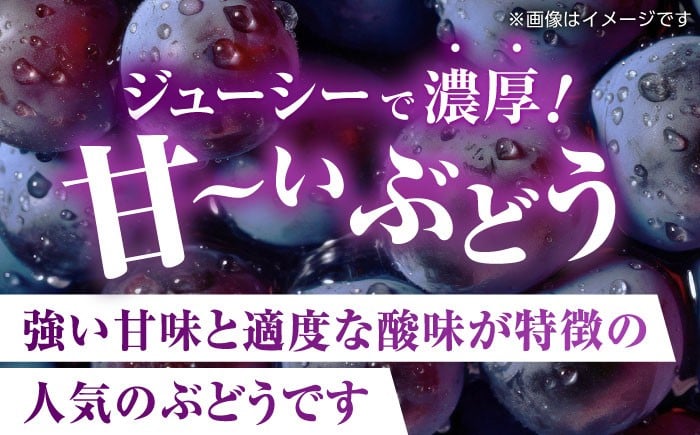 訳あり ピオーネ ぶどう 切り落とし 約1kg ブドウ 葡萄 ぶどう わけあり 国産 熊本県 山鹿市 果物 くだもの フルーツ
