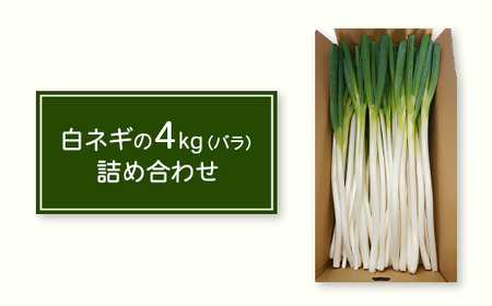 【訳あり】鳥取県産　白ネギの4kgバラ詰め合わせ【12月～4月末お届け】