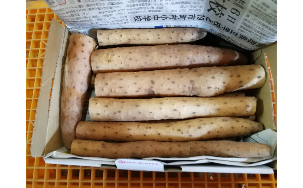 【鳥取県産】とろける触感 砂丘育ちの ながいも 5kg