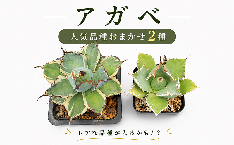 アガベ 2種 植物 インテリア ガーデニング 実生株 ハイブリッド 交配種 人気 インテリアグリーン 多肉植物 観葉植物 グリーン リラックス ドライガーデン 室内植物 香川県 丸亀市