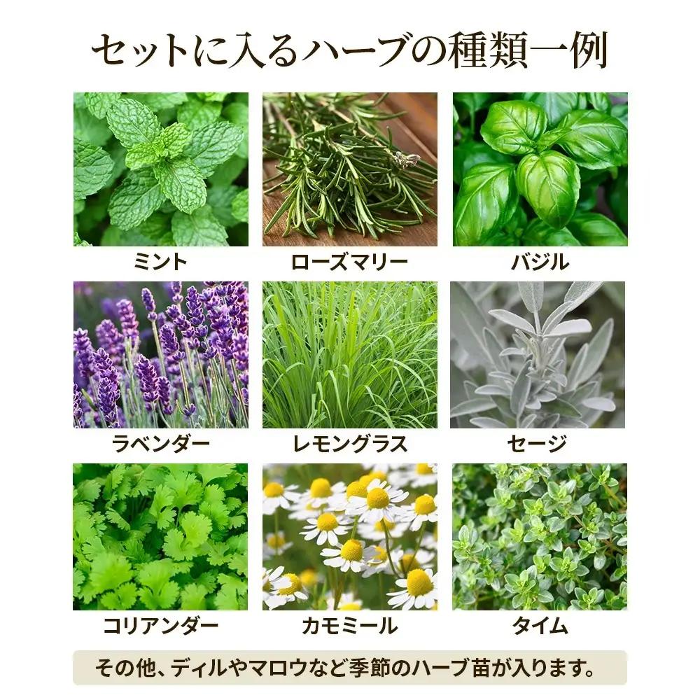 季節のハーブ苗お任せ12ポットmixセット【ハーブ ハーブ苗 花苗 花苗セット 花 季節の花 花セット ガーデニング 家庭菜園 園芸 初夏 夏 花壇 庭 鉢 玄関 プランター 寄せ植え おうち時間 趣