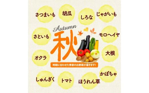  【厳選】 野菜セット 3回 詰め合わせ 一人暮らし 新鮮 こだわり エコ農産物 ほぼ 無農薬 朝採れ 季節野菜 詰め合わせ 健康 ヘルシー 食卓 サラダ フレッシュ 煮物 スープ 安心 安全 国産 