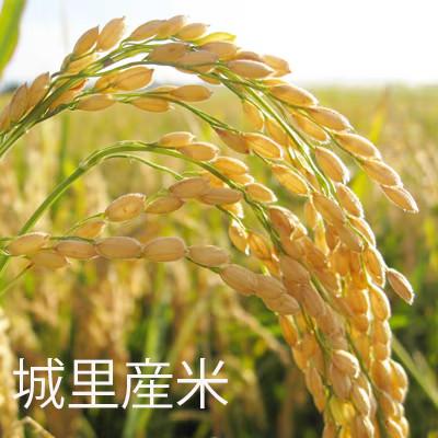 ふるさと納税 水戸市 【令和7年産】城里町内・桂農産の【ホタル米】2kg(精米)厳選コシヒカリ |  | 01