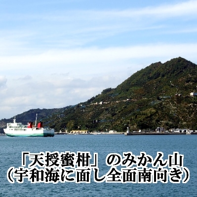 適度な潮風をうけ、太陽光、石垣、海の反射光を浴びて育った「天授蜜柑」約5kg【C39−45】【1243340】