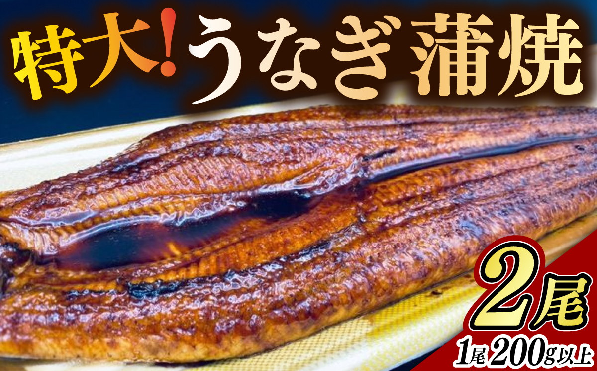 特大うなぎ蒲焼 2尾（200g以上 / 尾） / 鰻 / 佐賀県 / 佐嘉ZEYTAKUYA（山下鮮魚店） [41AQAA054]